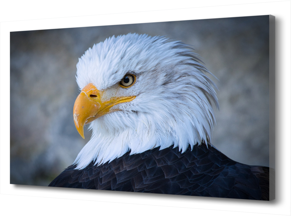 

Картина на холсте Белоголовый орлан PRC-521 (90x60см). Натуральный холст