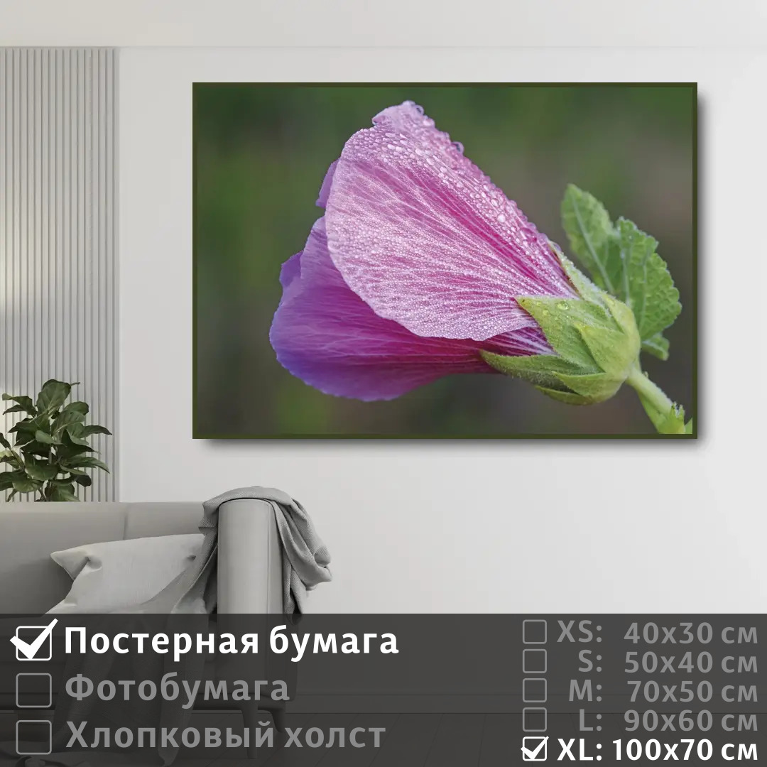 

Постер на стену ПолиЦентр Розовый цветок мальвы с каплями 100х70 см, РозовыйЦветокМальвыСКаплями1