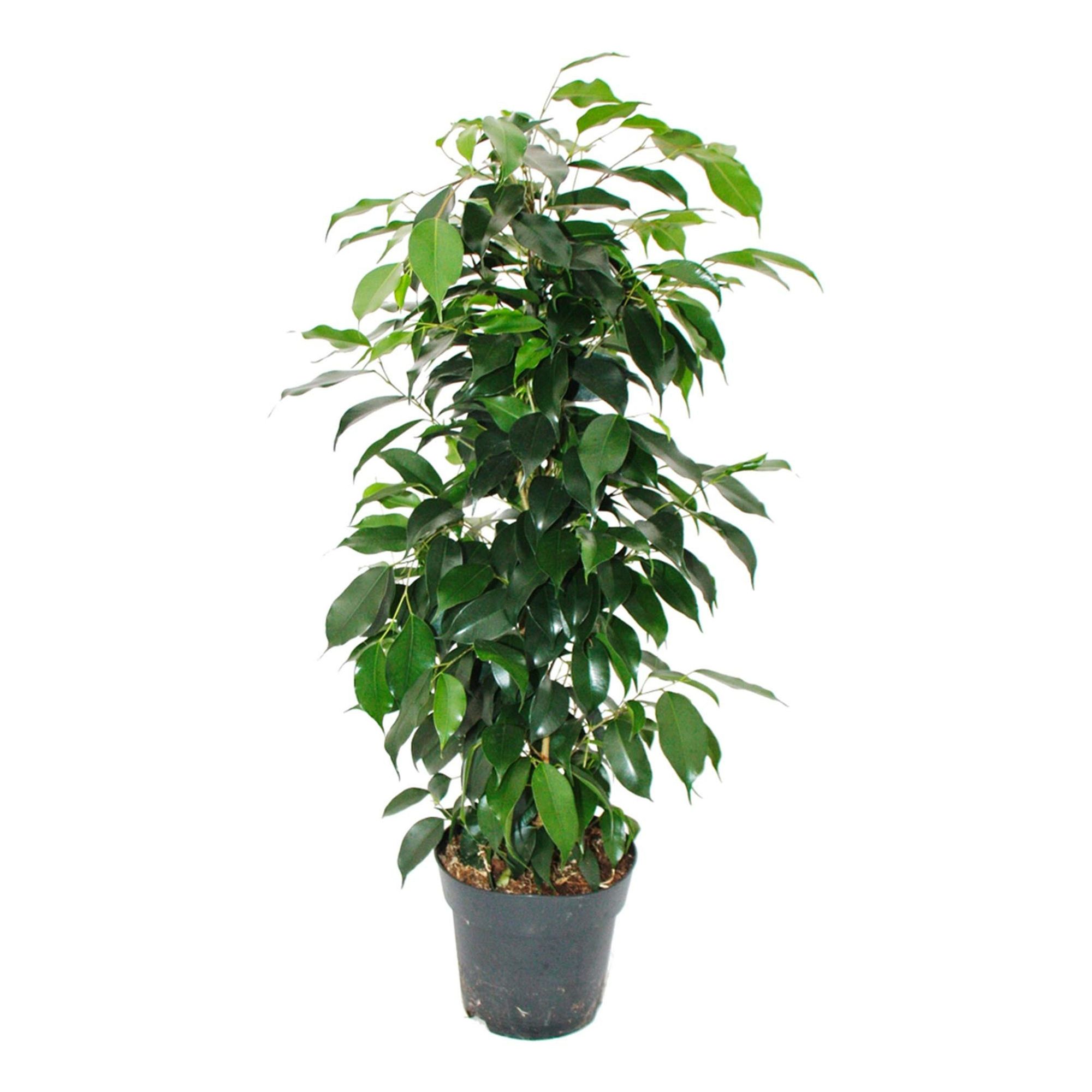 

Фикус Benjamina Anastasia h60 см d21 см
