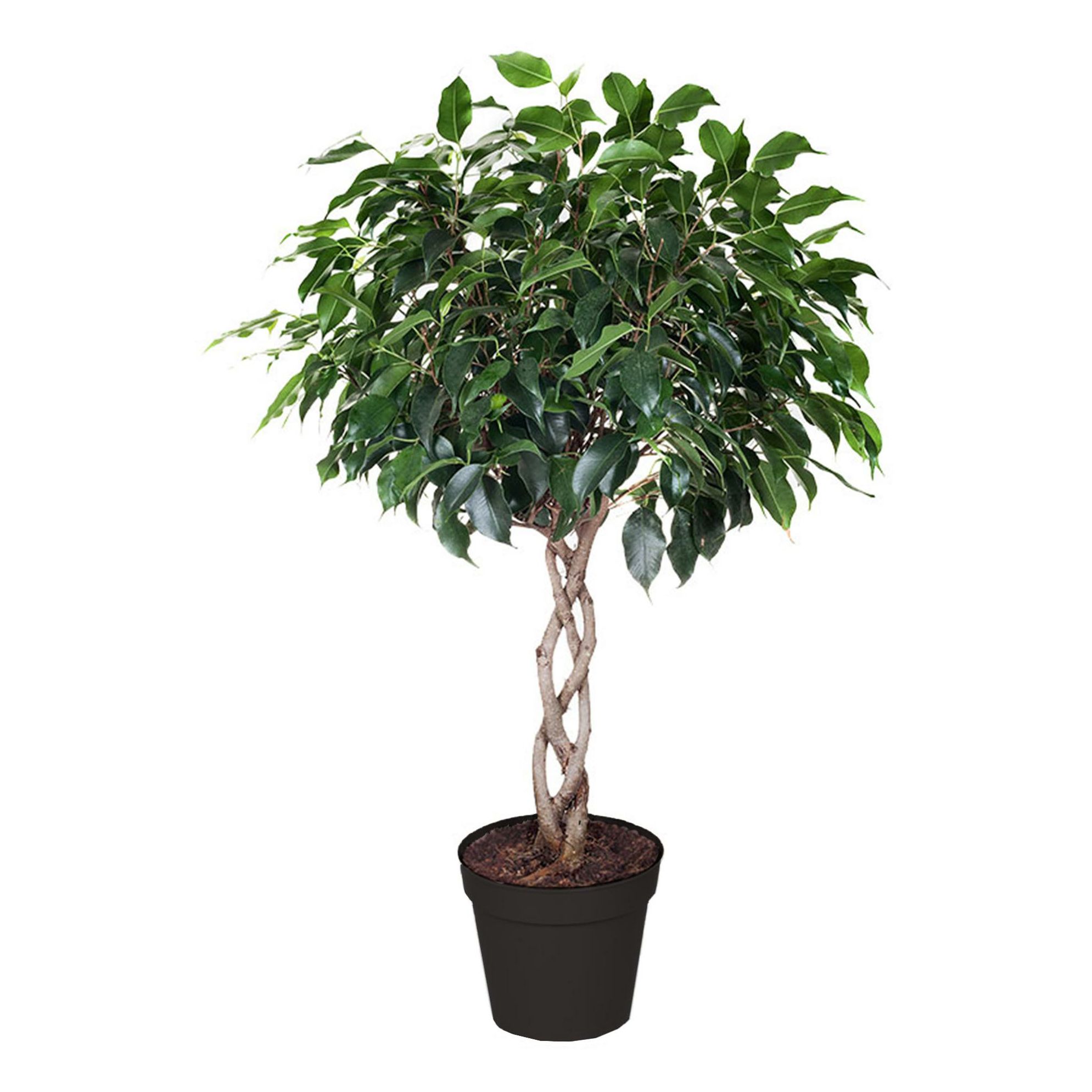 

Фикус columna koker h130 см d30