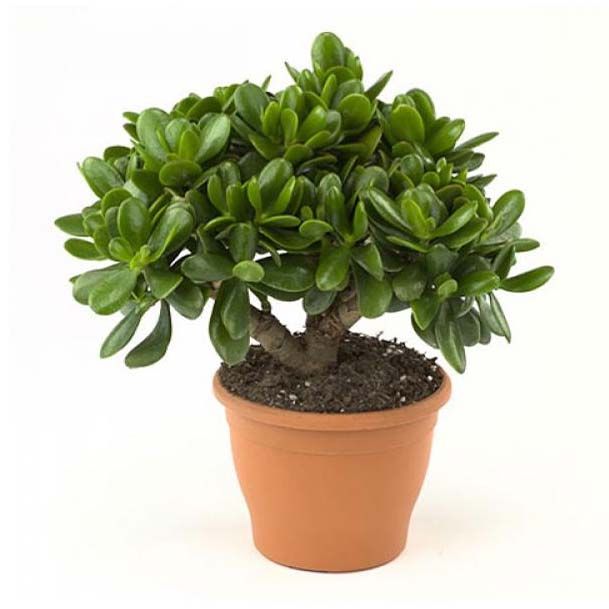 

Крассула Orangery Crassula magical tree 12 x 25 см