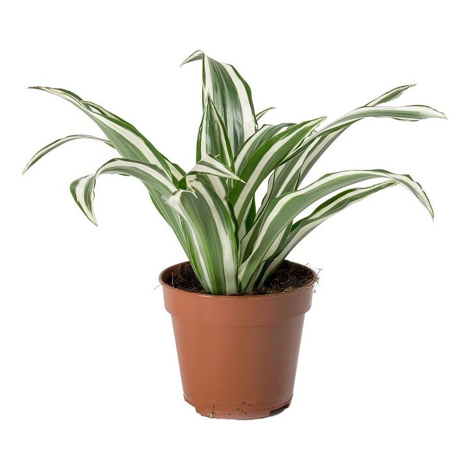 

Драцена Orangery Dracaena deremensis white jewel 12 x 25 см
