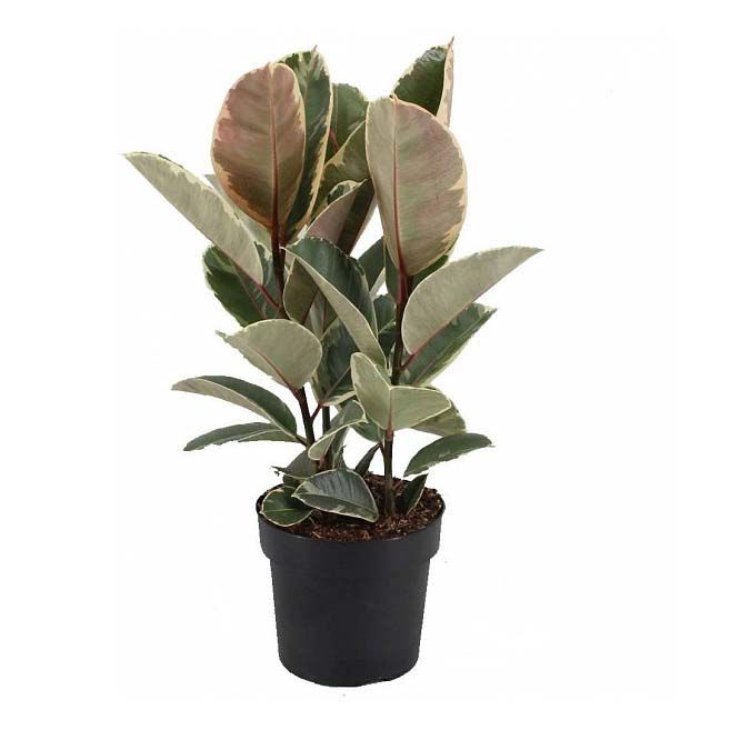 

Фикус Orangery ficus elastica tineke 12 x 35 см