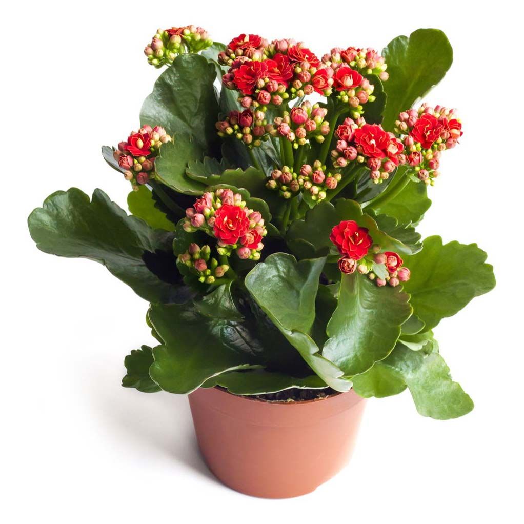 

Каланхоэ Orangery Kalanchoe double mix 15 x 25 см