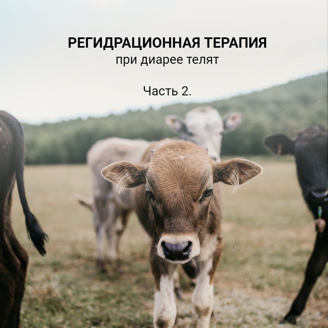 

Кормовая добавка РегидроПлюс для телят электролитный напиток 1000 мл.