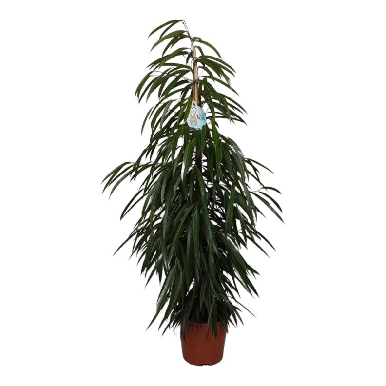 

Фикус Orangery ficus bin ali 21 х 110 см