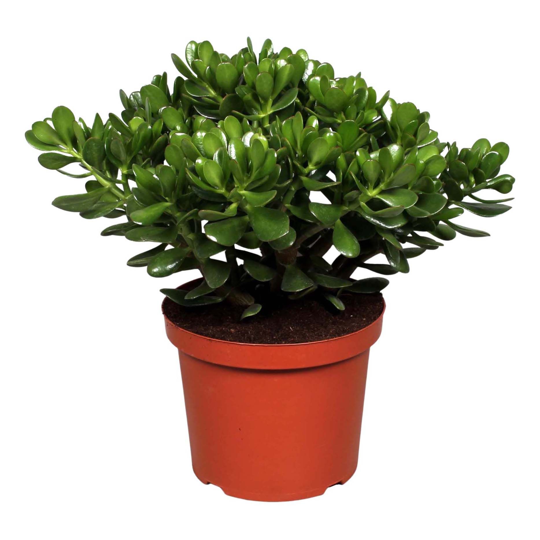 

Крассула Orangery Crassula Ovata 30 х 70 см