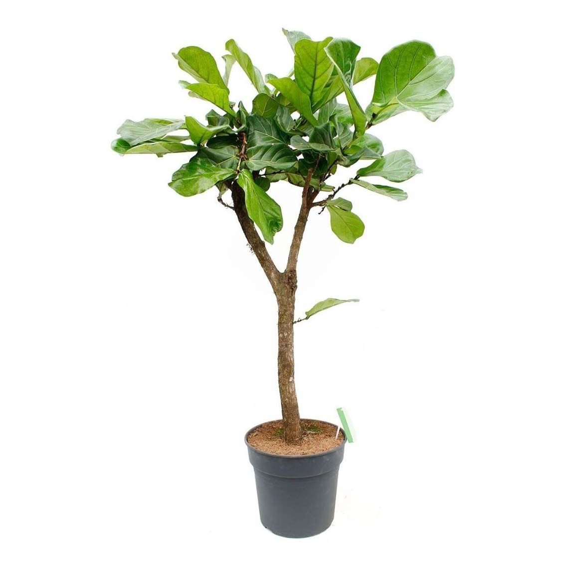 

Фикус Orangery Ficus Lyrata Bambino 12 х 40 см