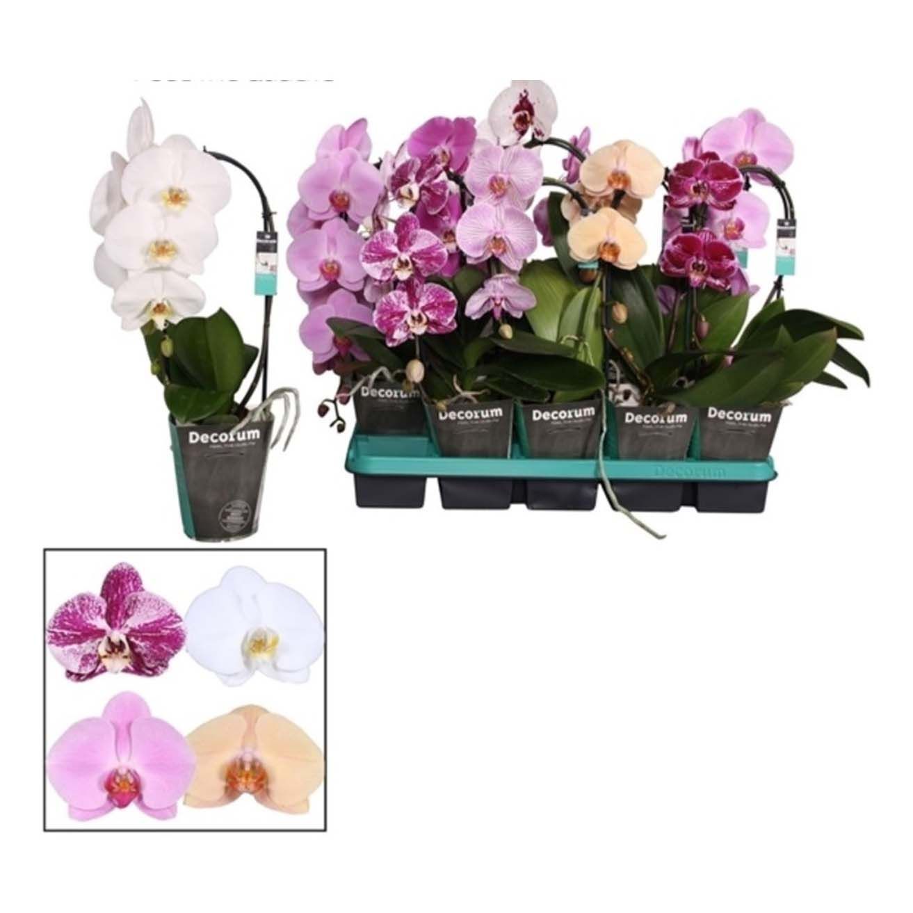 

Орхидея Orangery Phalaenopsis Cascad budget mix 12 х 50 см