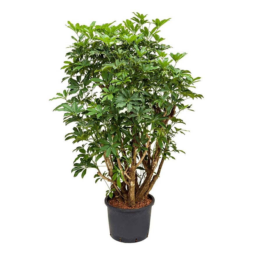 

Шеффлера Orangery Compacta 50 x 200 см