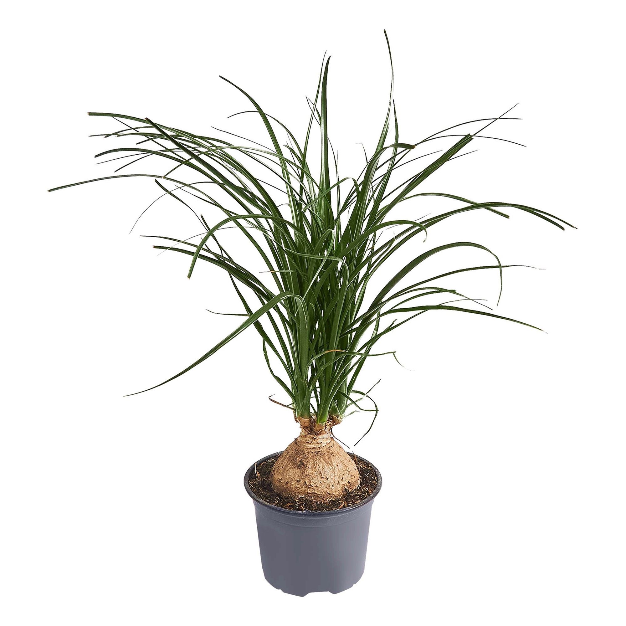 

Нолина Nolina recurvata h25 см d5 см