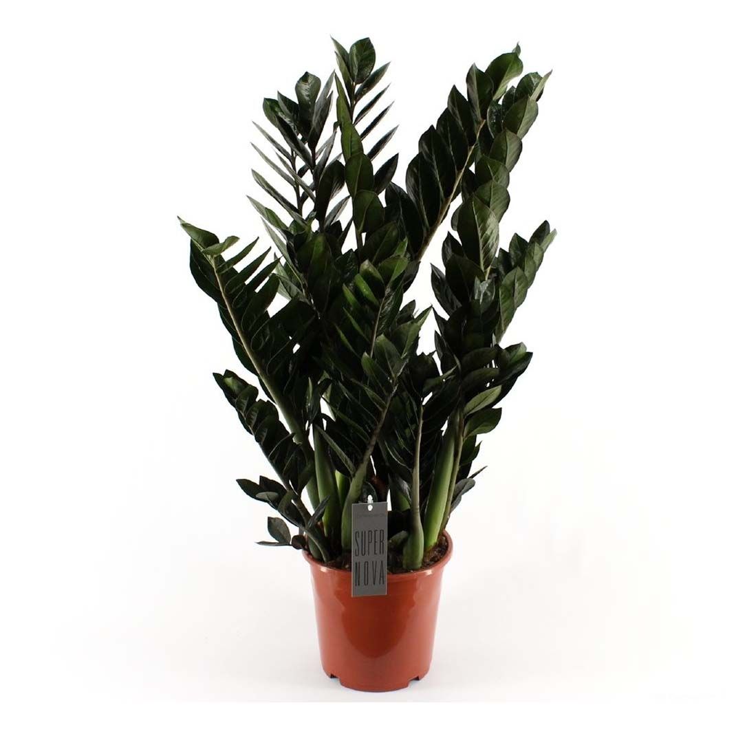 

Замиокулкас Orangery zamioculcas Supernova 21 х 85 см