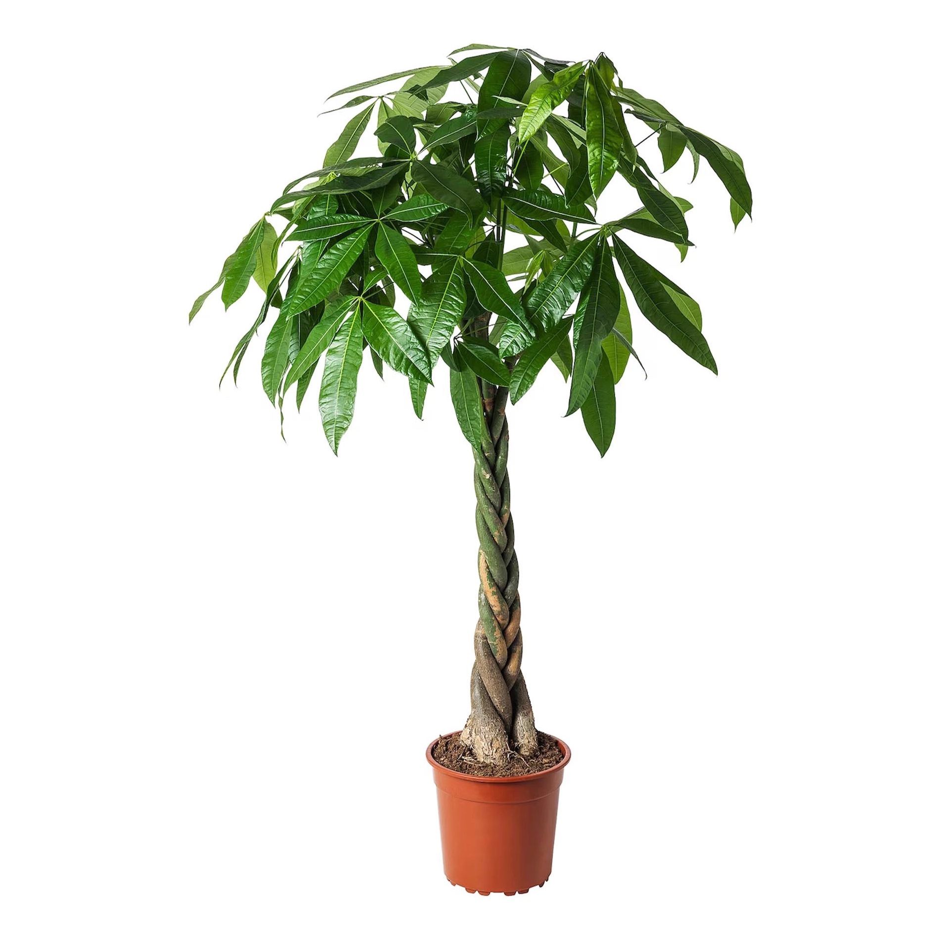 

Пахира Pachyra aquatica h50 см d14 см
