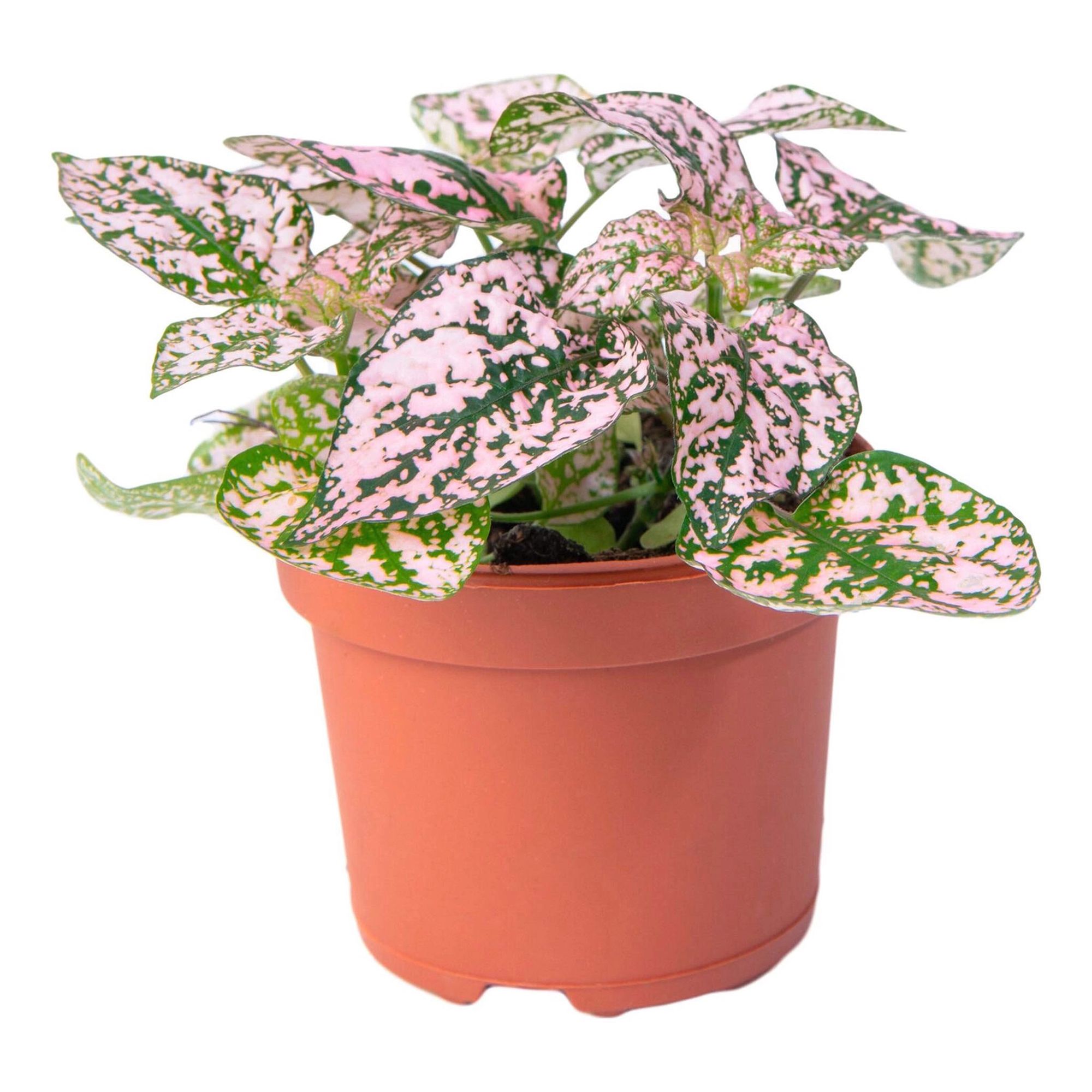 

Гипоэстес Hypoes phyllostachya h10 см d9 см
