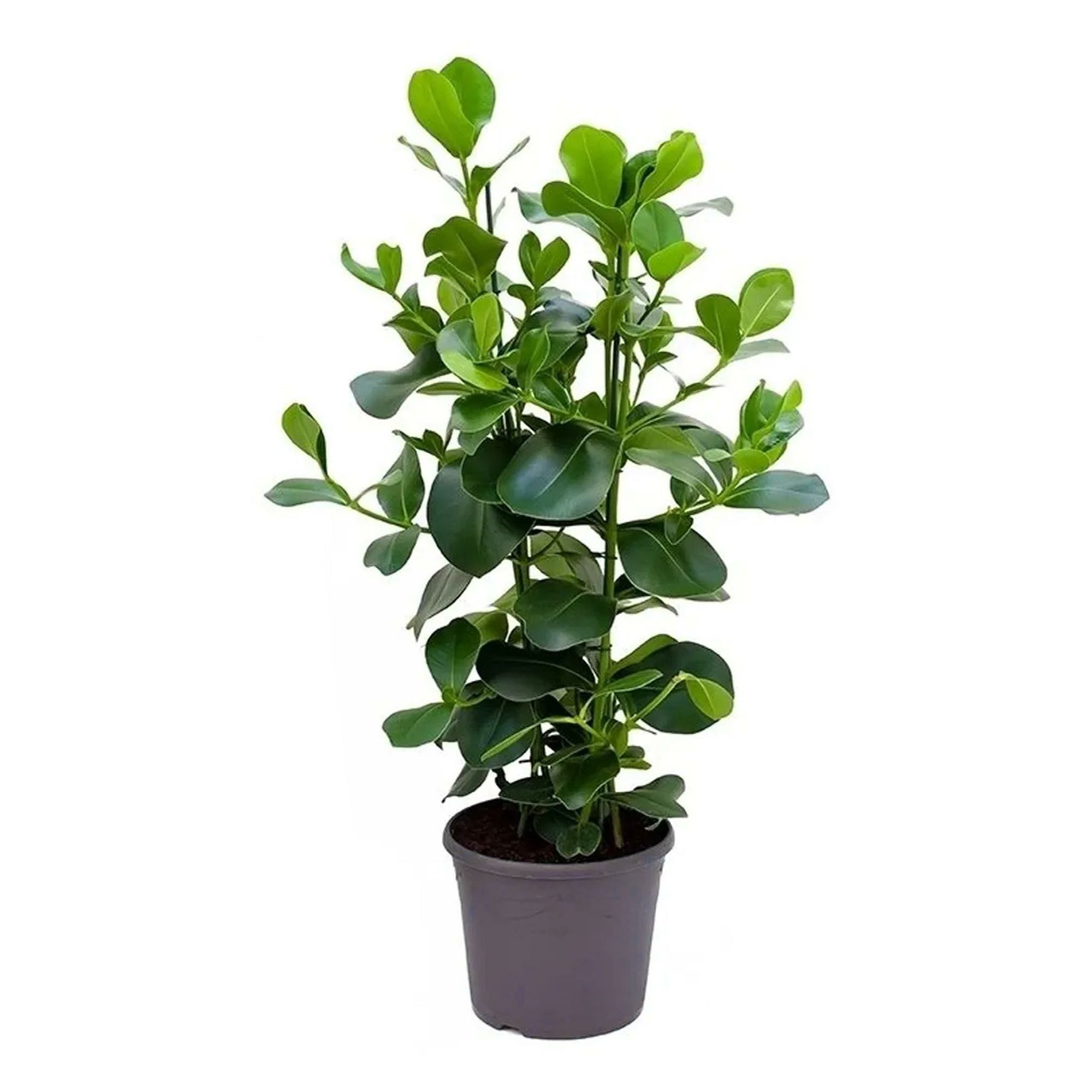 

Клузия Clusia rosea green magic h30 см d12 см