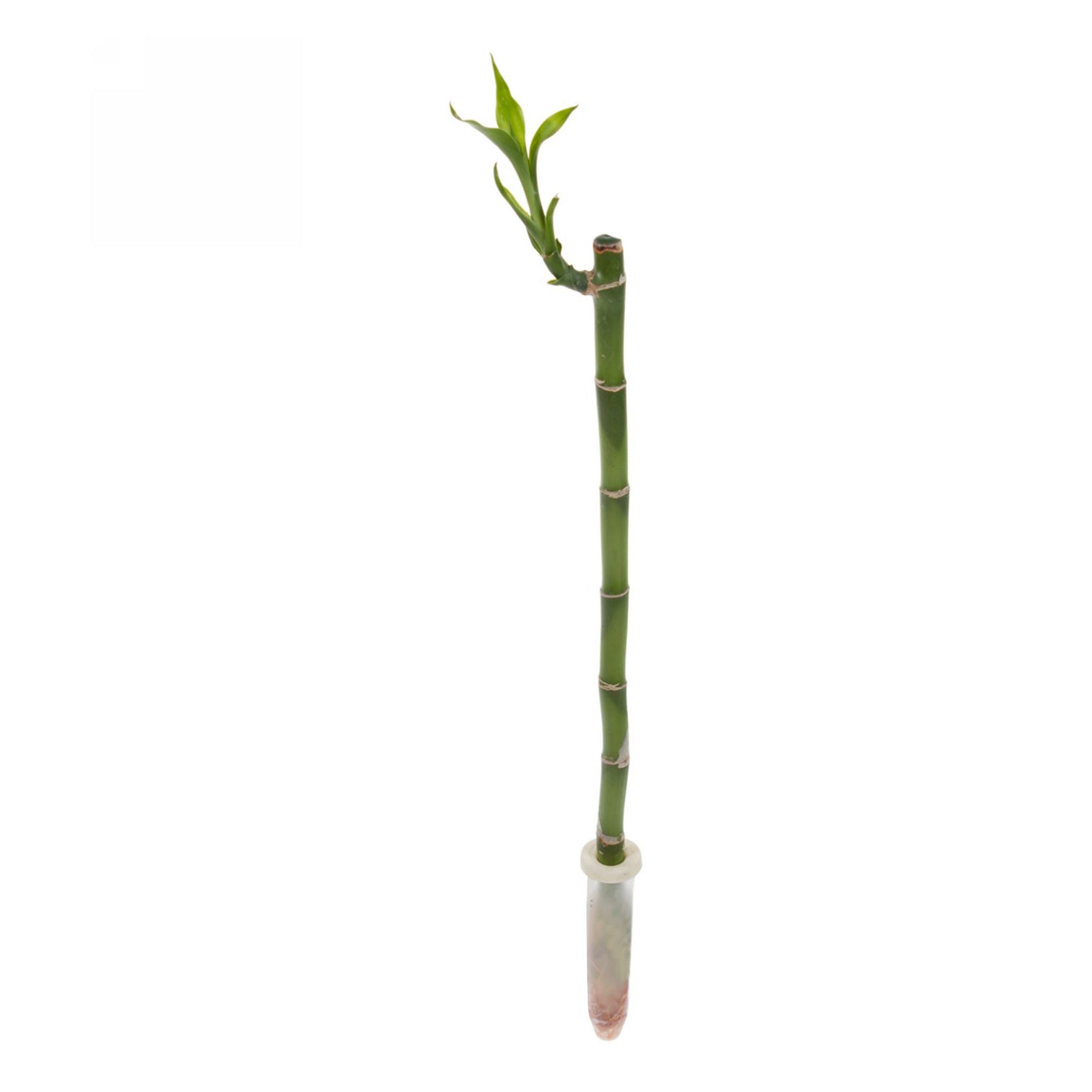 

Бамбук Lucky Bamboo straight h70 см d5 см