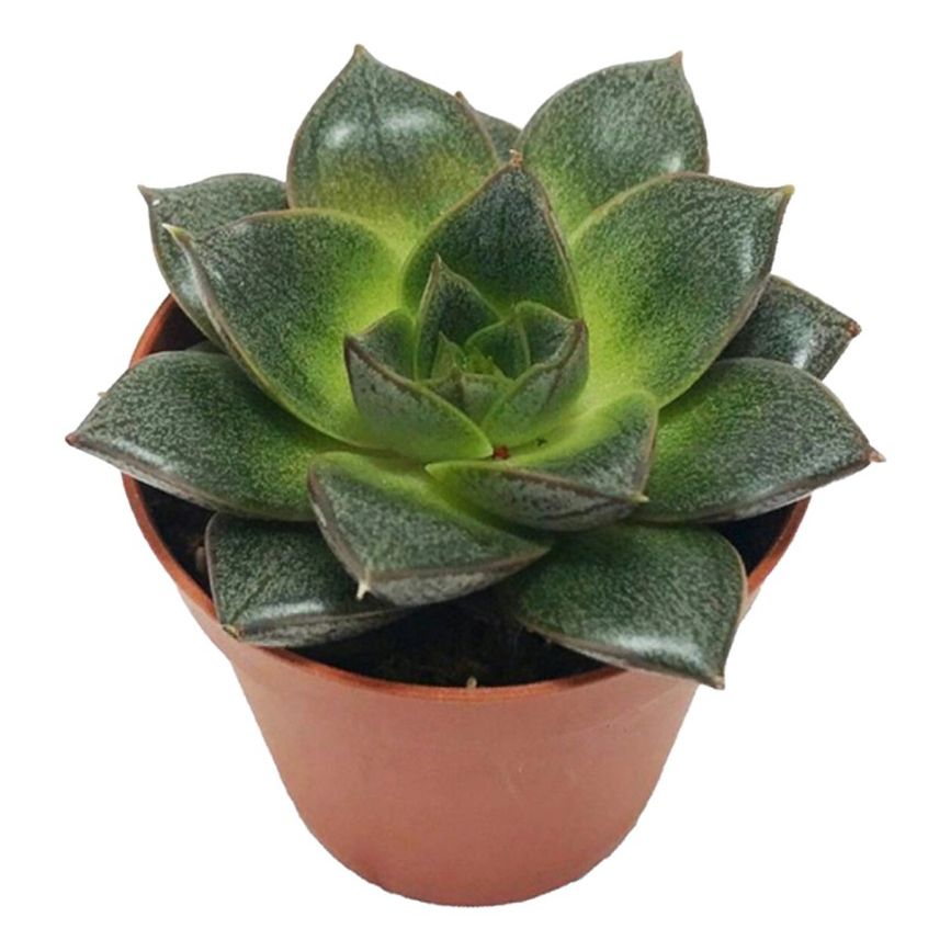 

Эхеверия Еcheveria purpusorum h10 см d9 см