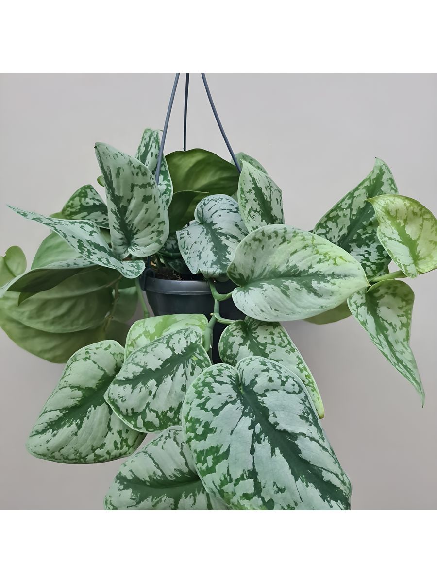 Комнатное растение RostOk 193446213 Сциндапсус Пиктус Треби