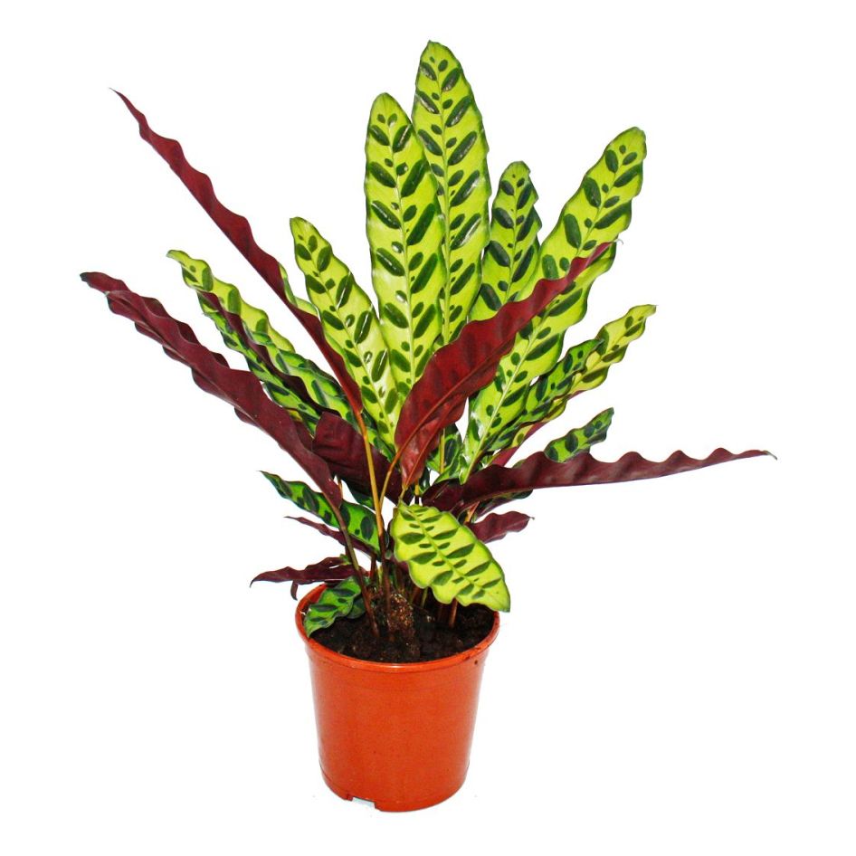 

Калатея Orangery Calathea lancifolia 14 х 55 см
