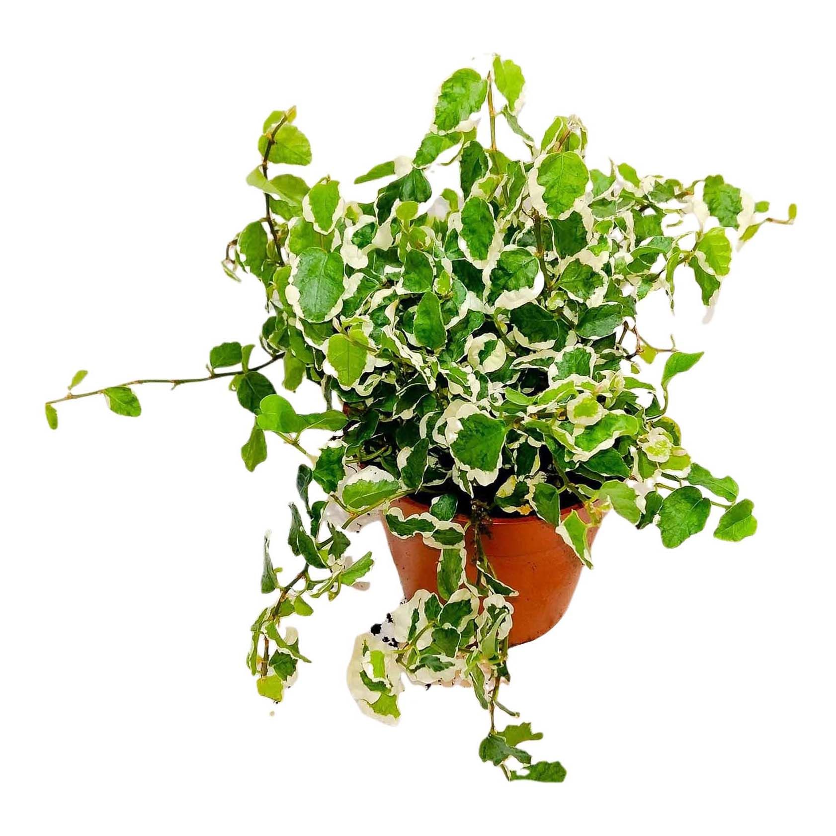 

Фикус Orangery Ficus pumila white sunny 8.5 10