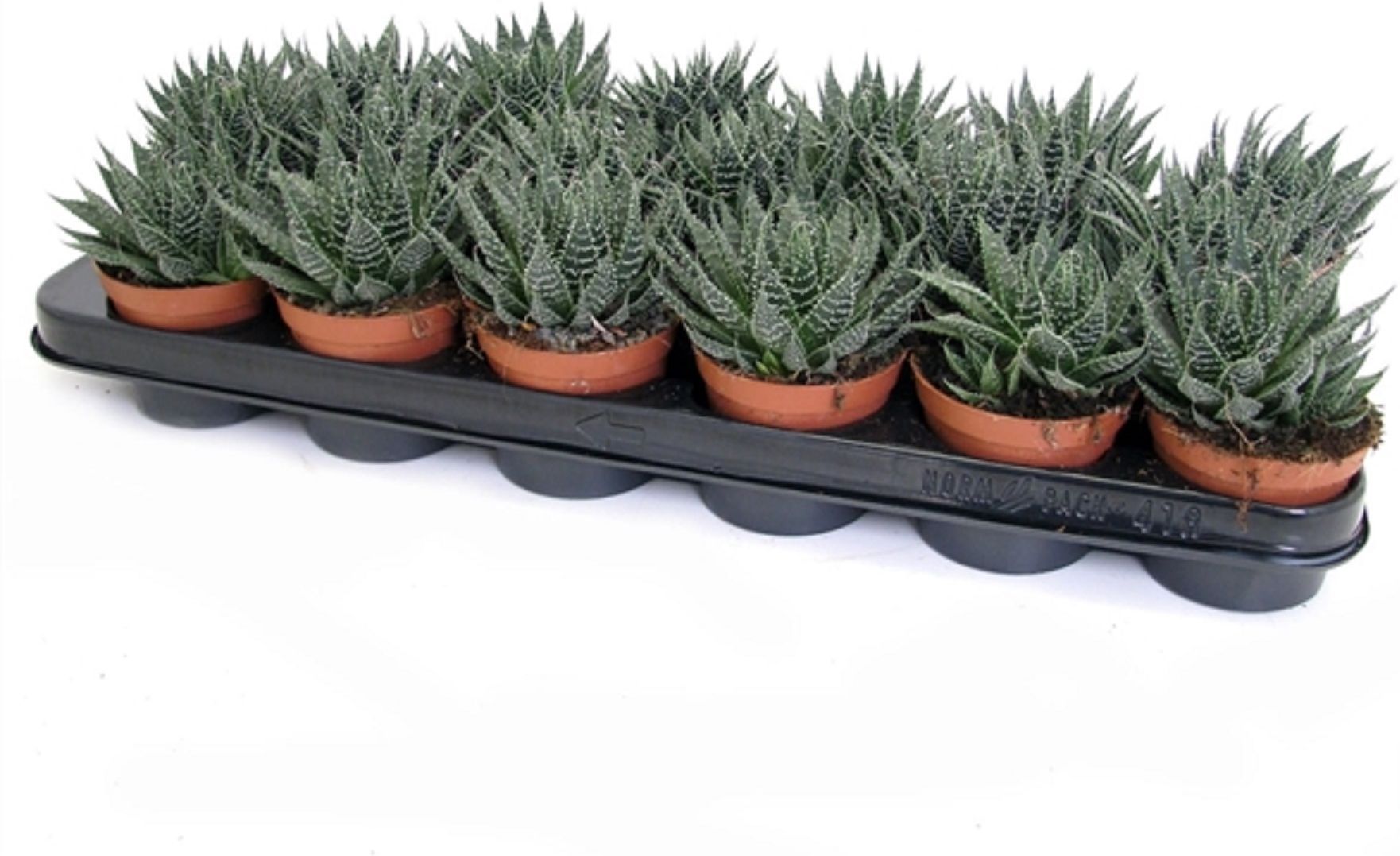 

Растение Алоэ аристата спец микс D8,5 H12