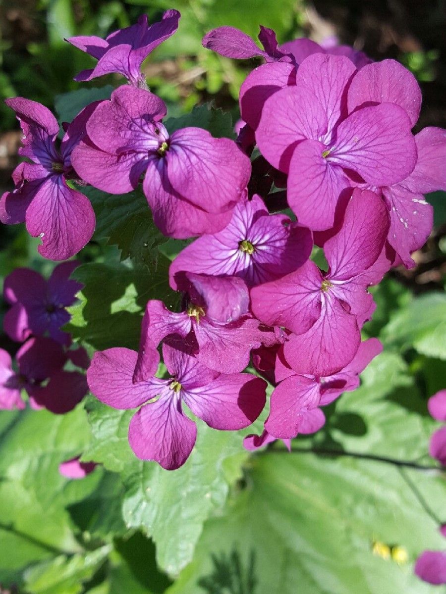 

Семена Лунария оживающая Purple, Бамбук Shop 20 семян, Лунария оживающая двулетняя