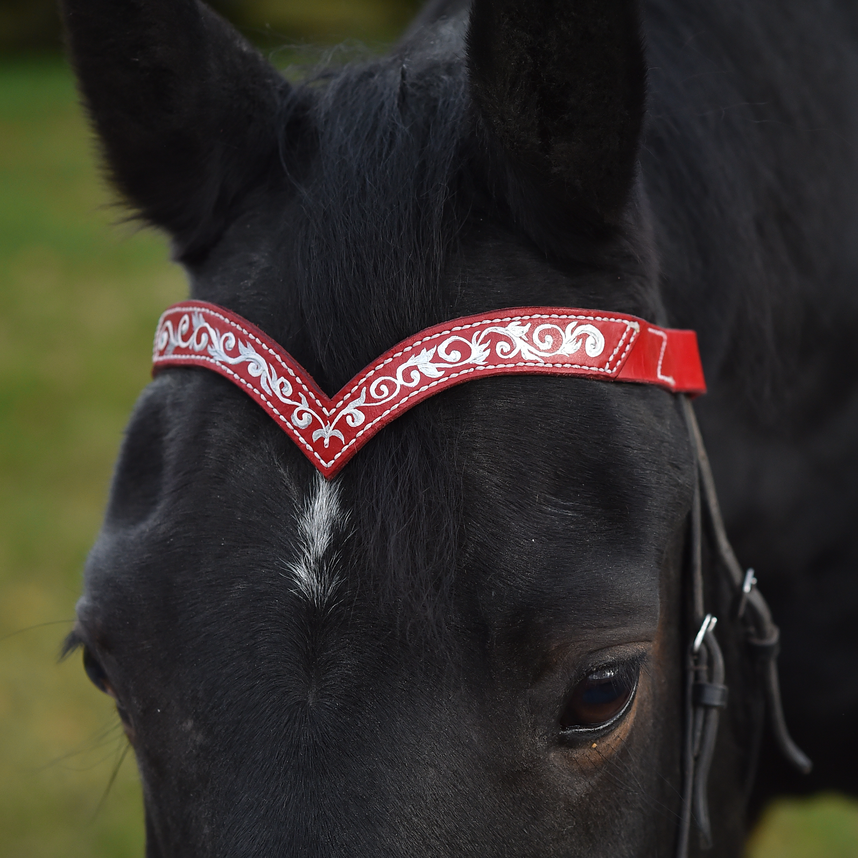 

Налобник для лошади кожаный с росписью, красный, Mini Horse, Я11100
