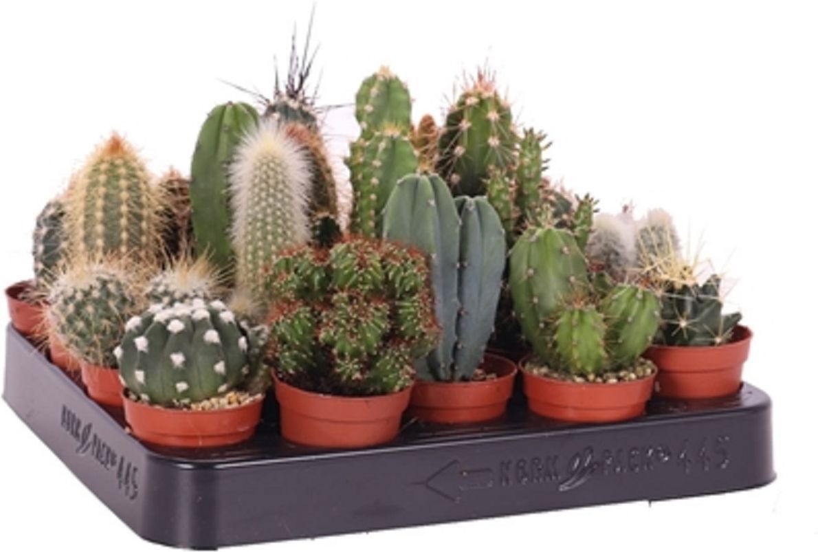 

Кактус микс специальный