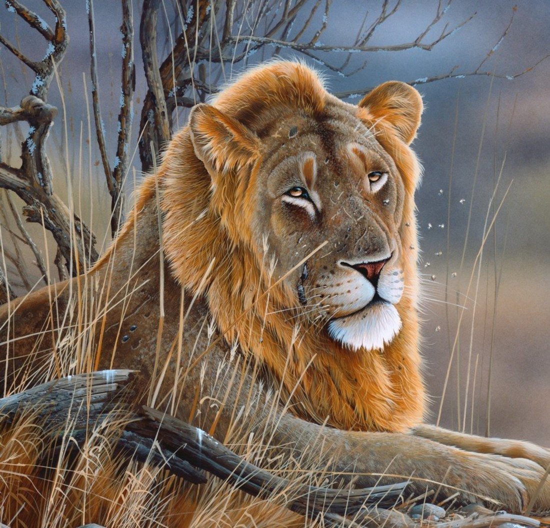 

Алмазная мозаика, Рыжий кот, Лев, AS20062 20х20 см, Лев