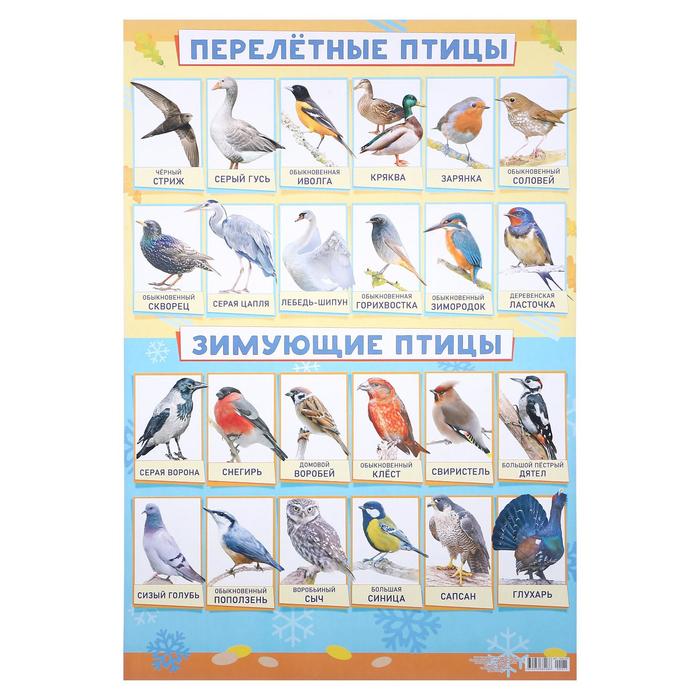 фото Лис плакат "зимующие и перелётные птицы" а2