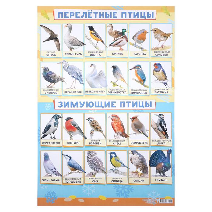 

Плакат "Зимующие и перелётные птицы" А2