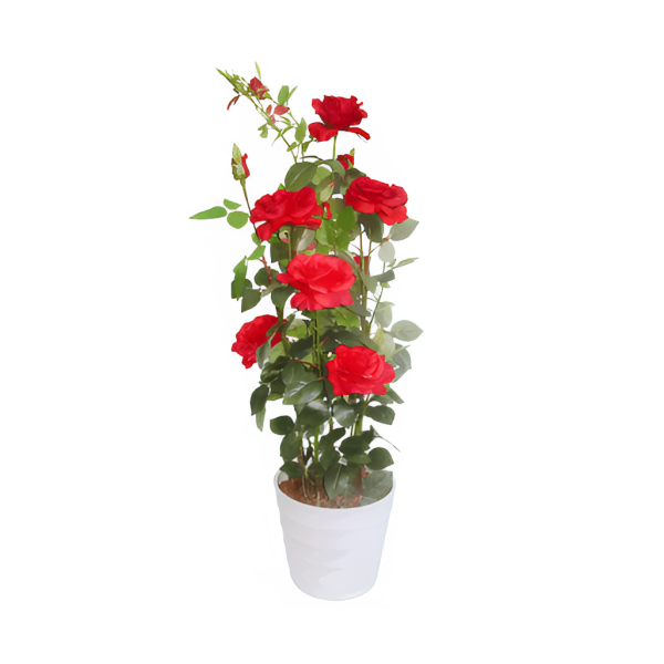 

Искусственные цветы BuyHouse HR-41756 красный