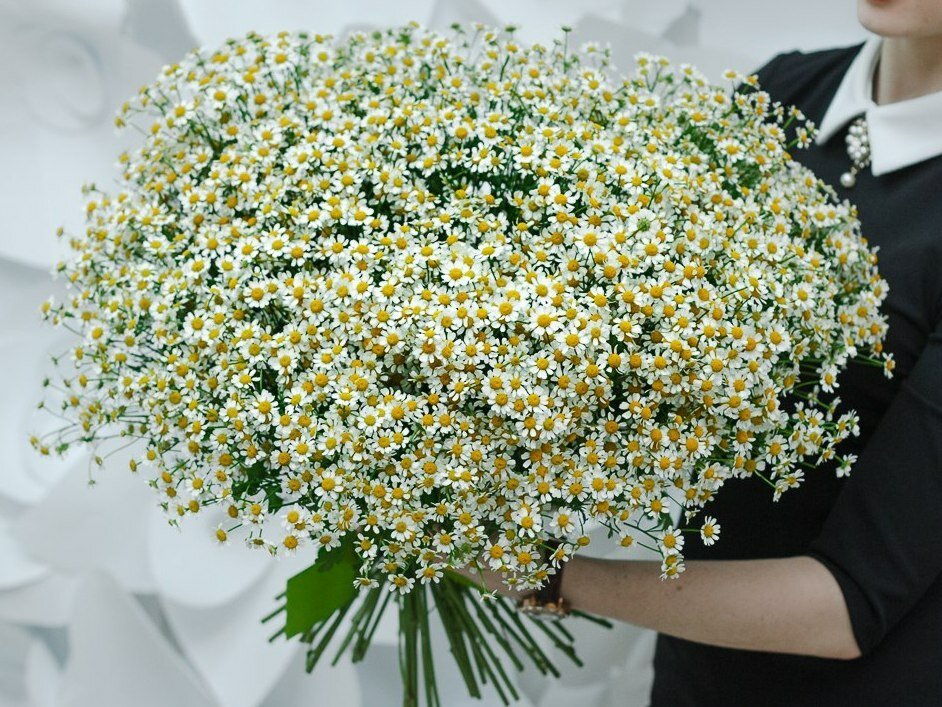 

Монобукет Простороза.ру ромашка 50 см 51 шт. белый