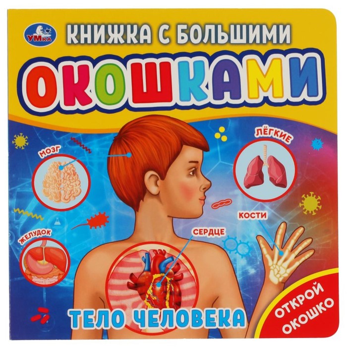 

Тело человека