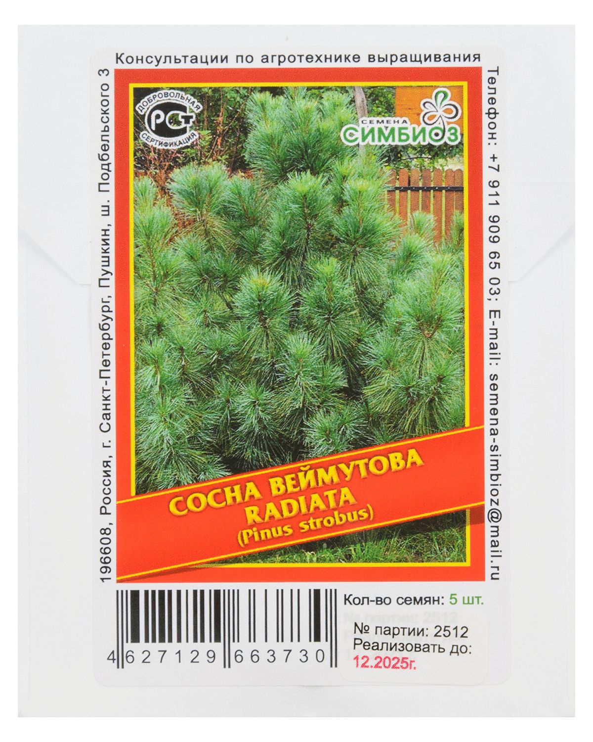 

Сосна Веймутова «Radiata» - 5 шт.