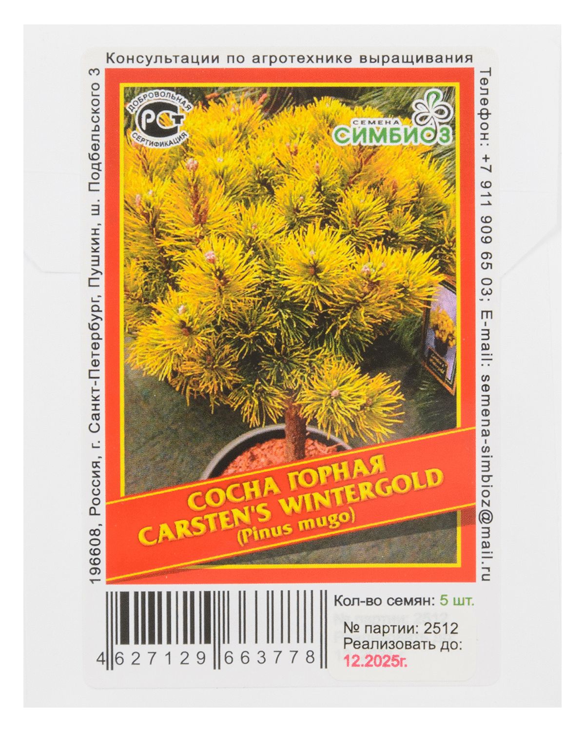 

Сосна горная «Carsten's Wintergold» - 5 шт.