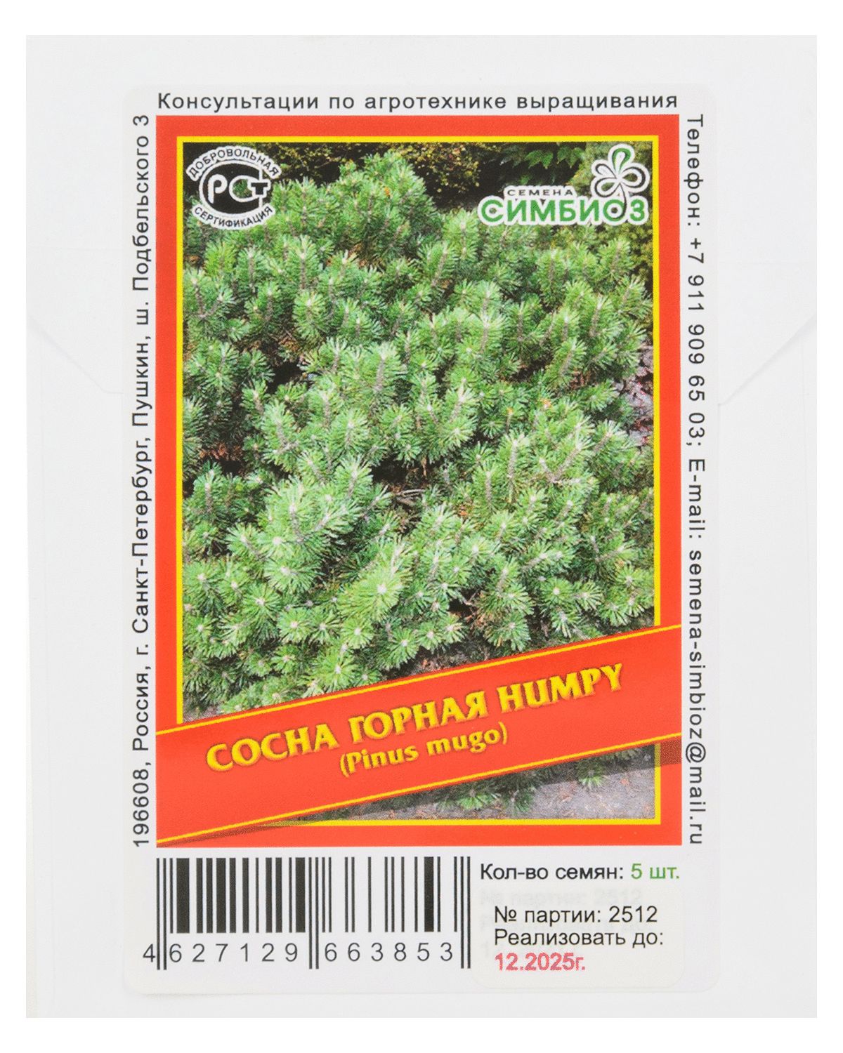 

Сосна горная «Humpy» - 5 шт.