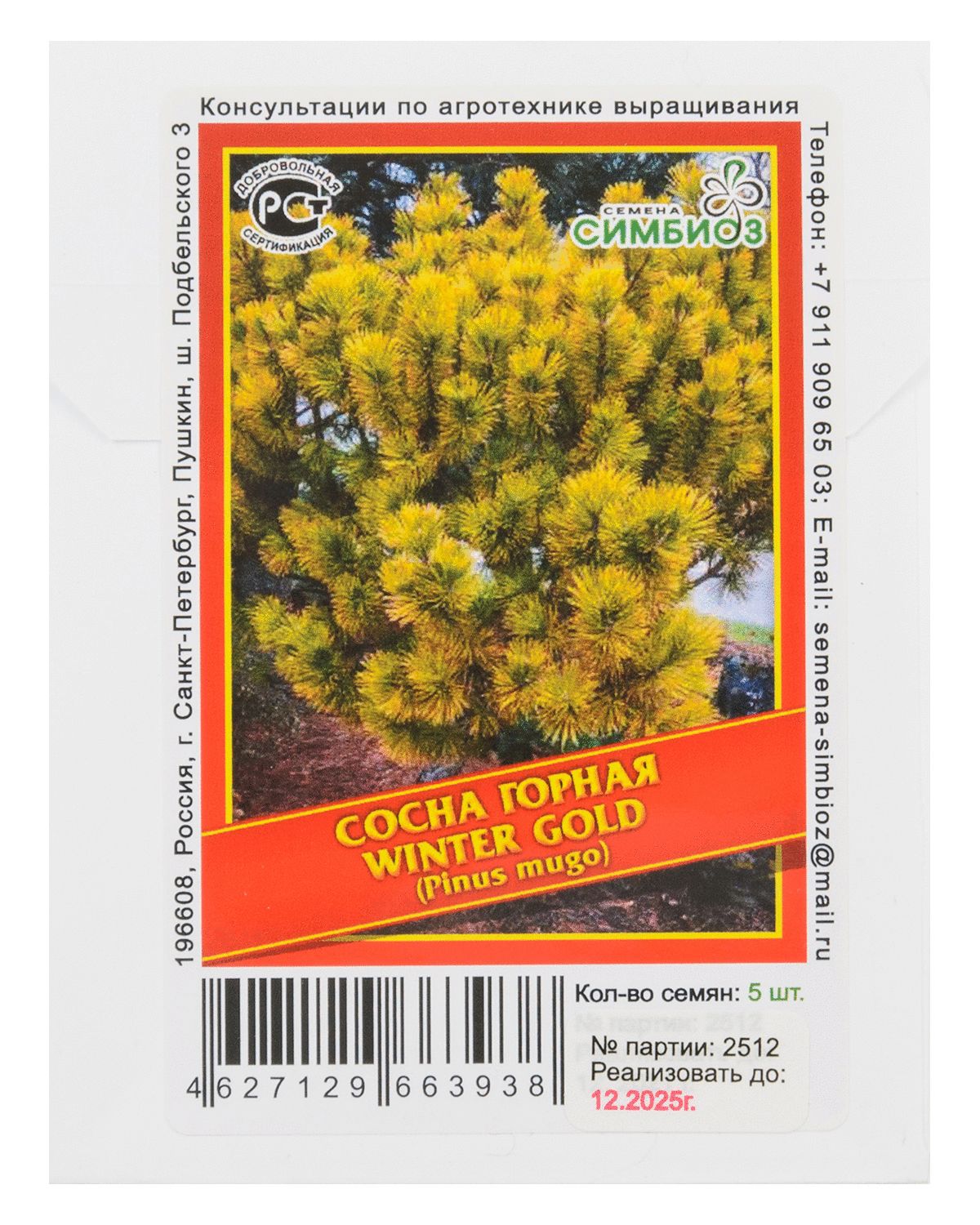 

Сосна горная «Winter Gold» - 5 шт.