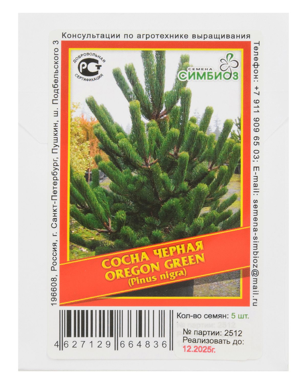 

Сосна чёрная «Oregon Green» - 5 шт.