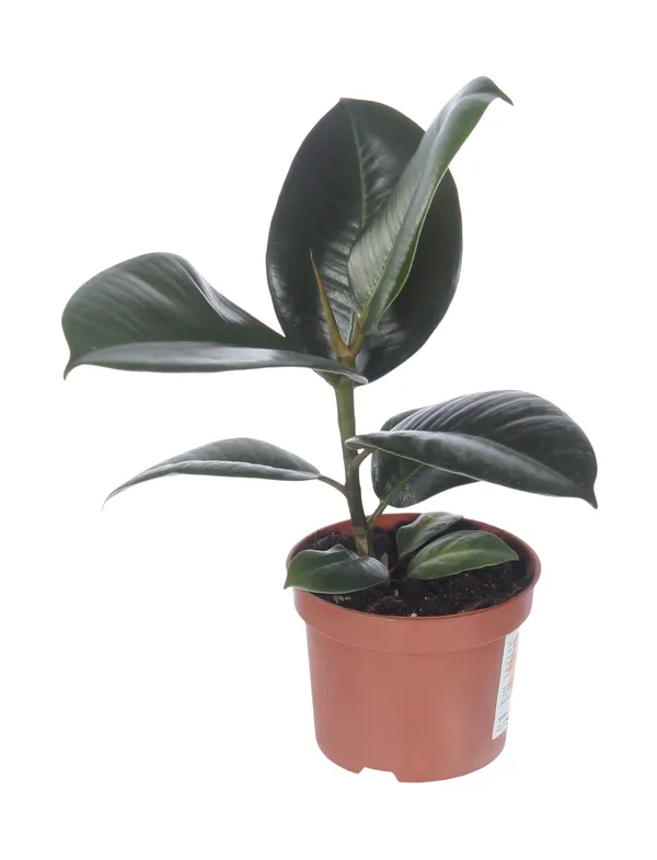 Фикус Эластика Тинеке h40 см d12 см в ассортименте (цвет по наличию)