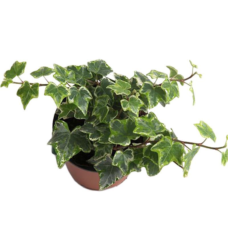 Хедера ампельная h30 см d21 см в ассортименте (цвет по наличию)