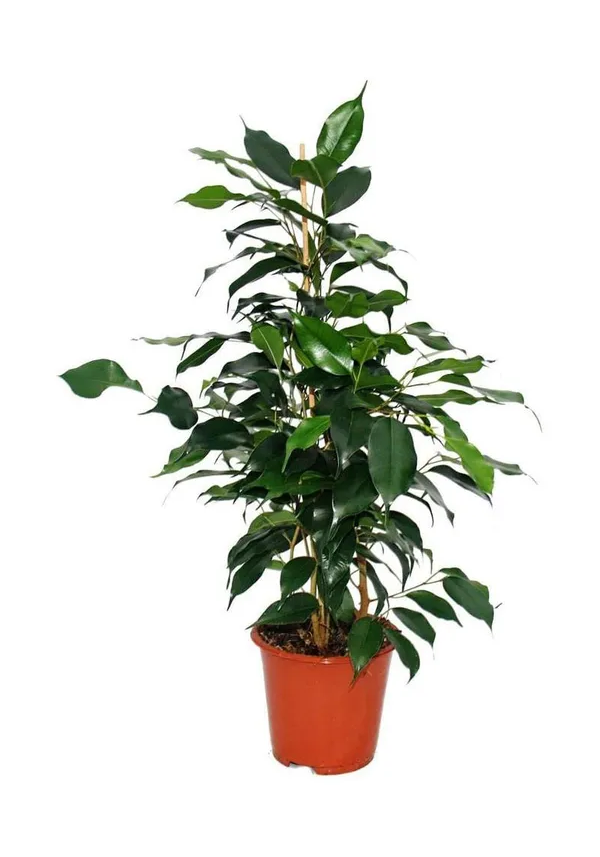 Фикус Бенджамина d15 см в ассортименте (цвет по наличию)