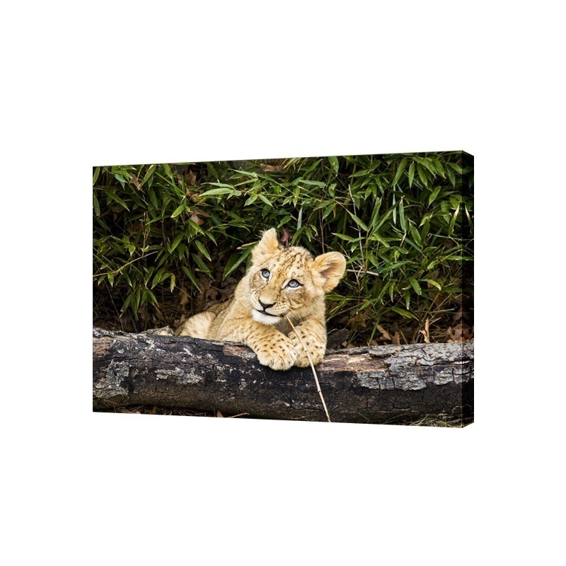 

Картина на холсте на стену Сити бланк Львенок 50х70 см, Картина на холсте