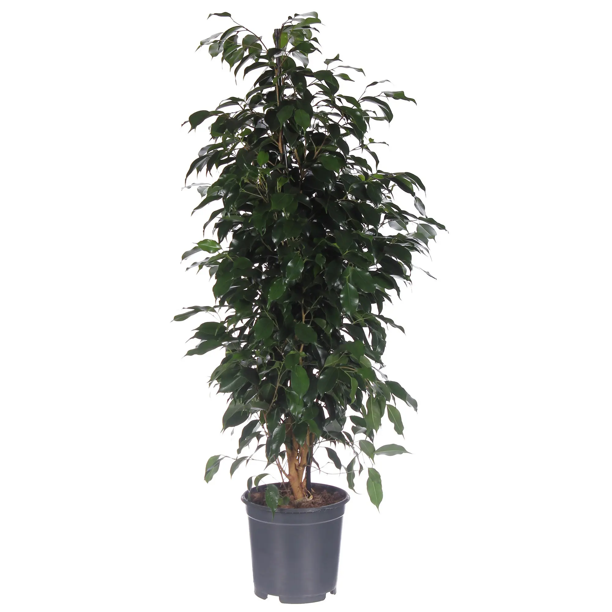 Фикус Бенджамина Даниеле h100 см d12 см