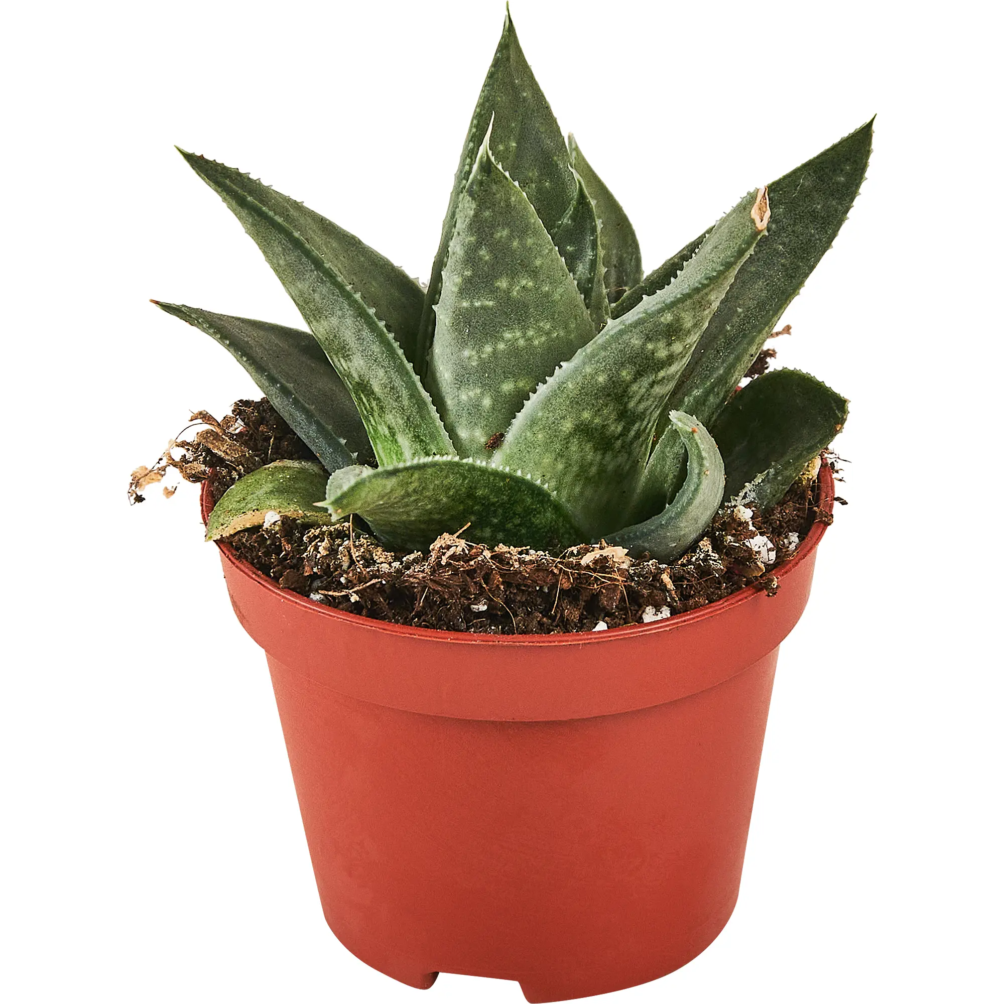 Хаворция Спешл микс h10 см d5 см