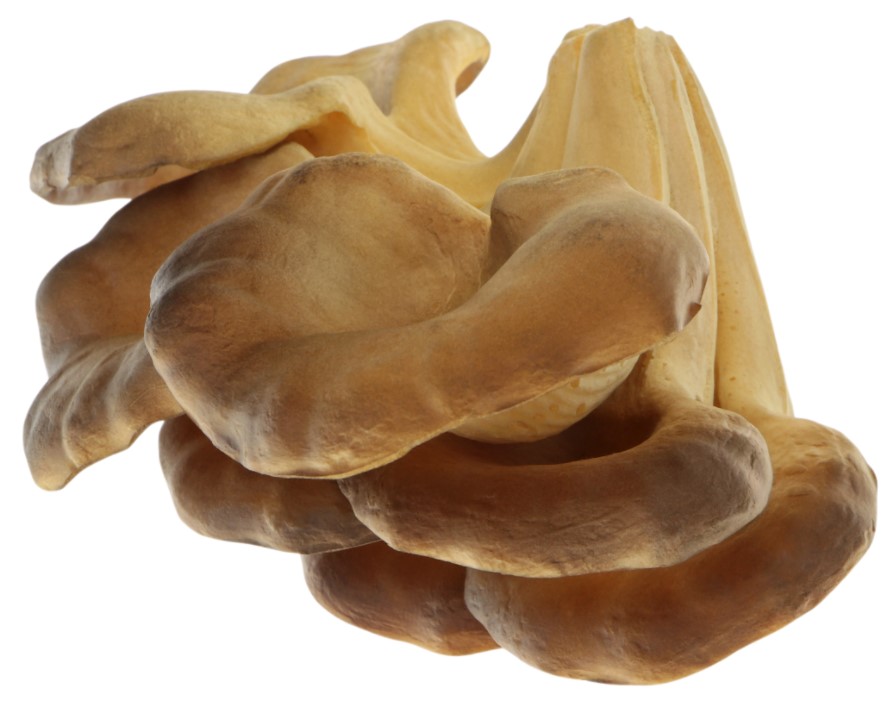 Искусственные грибы ветвь Edg 18 см