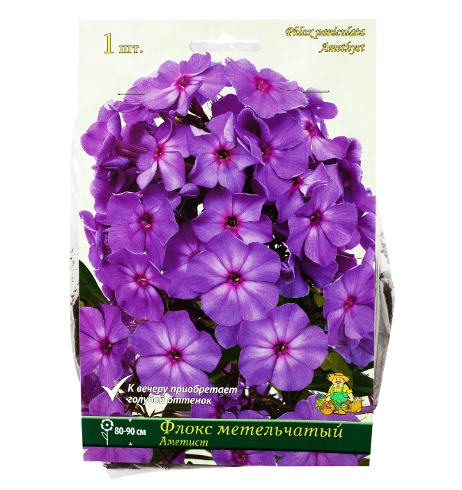 

Луковицы флокс Аметист 1 шт.