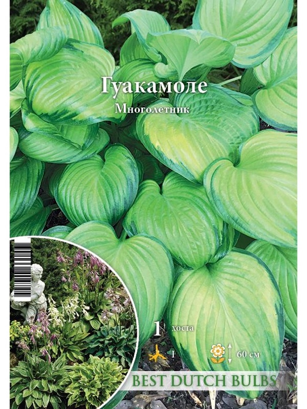 Луковица цветка Хоста гибридная Гуакамоле 1 шт