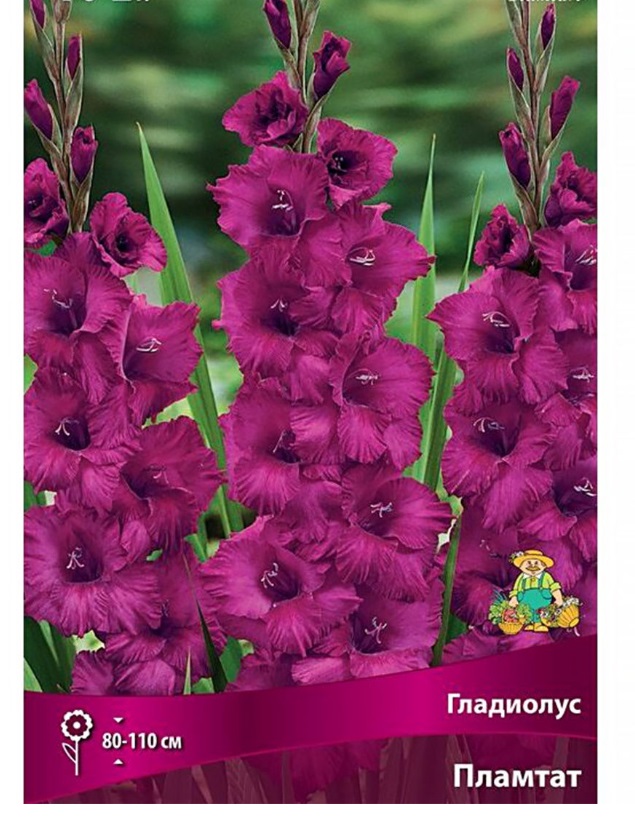 

Семена Агрофирма Поиск Гладиолус Пламтат 3 шт