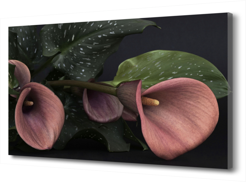 

Картина на холсте Калла PRC-403 (60x40см). Натуральный холст